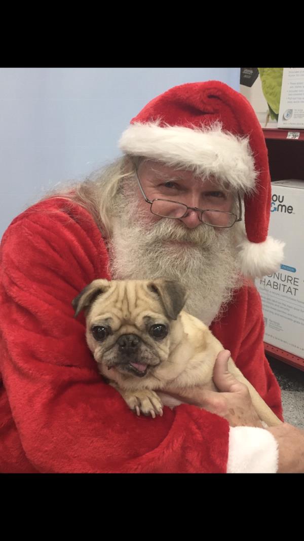 /images/uploads/pug nation rescue of los angeles/pugnation2021/entries/15262thumb.jpg